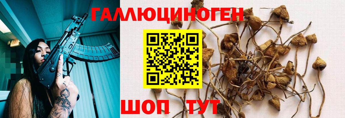 сколько стоит  Вход с VPN  Михайловск  Галлюциногенные грибы Psilocybe 
